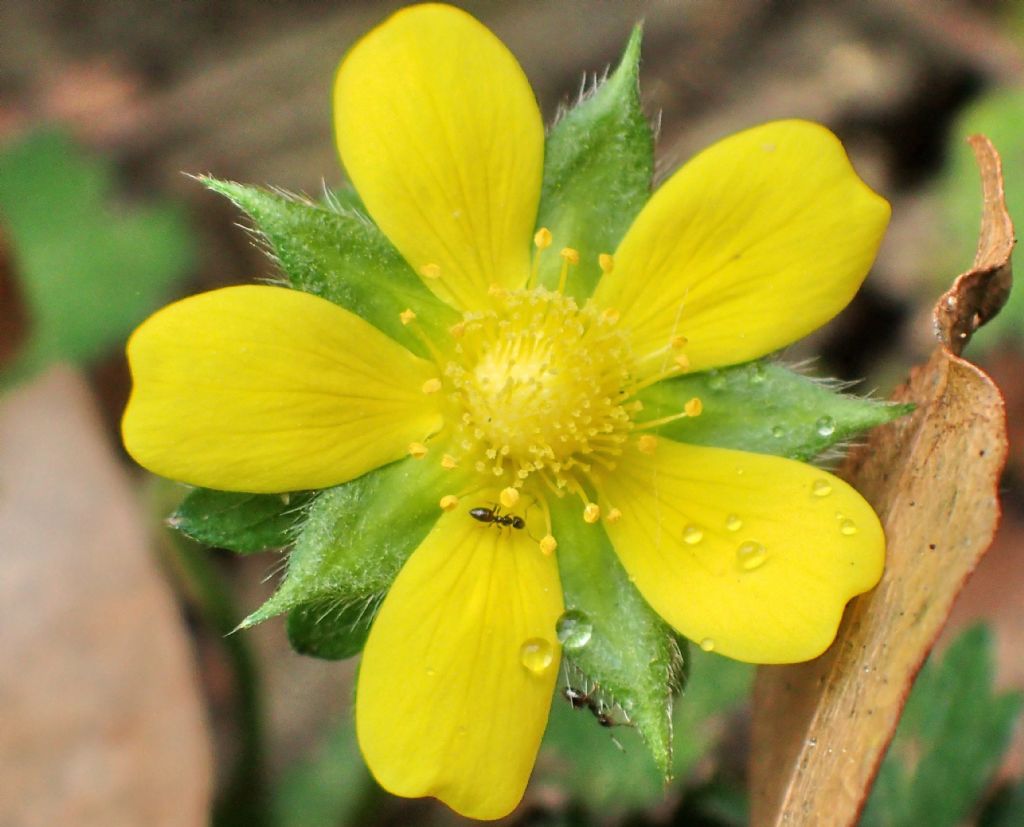 Rosacea: cfr. Potentilla (indica?)